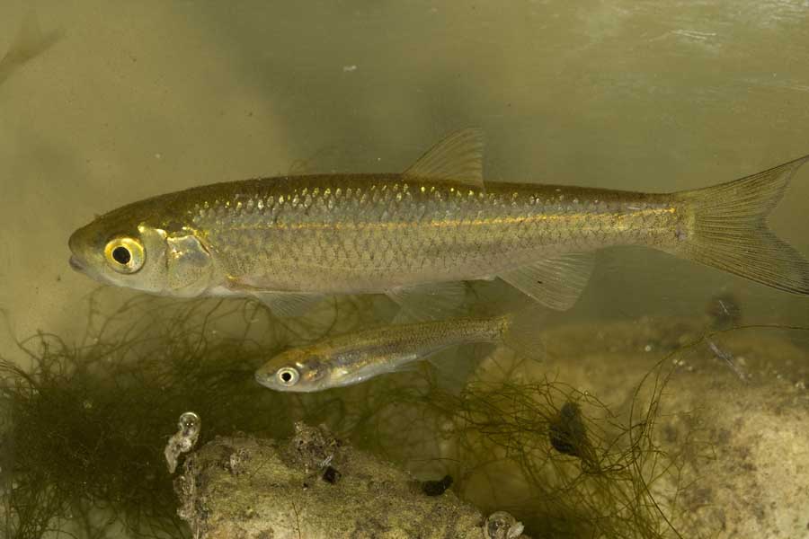 aiuto identificazione (monti della Tolfa, RM) - Cavedano